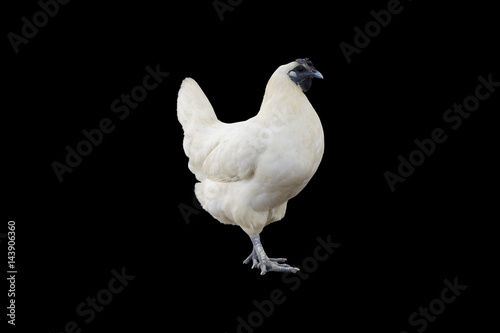 Chicken isolated on black background