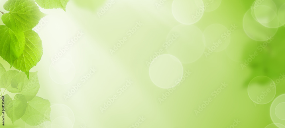 Sunny Spring Background with Green Leaves and Sunshine Sunny Spring Background with Green Leaves and Sunshine