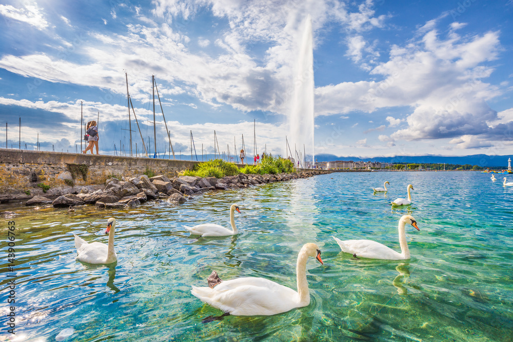 Swans on Lake Geneva with famous Jet d'Eau water fountain in the background in summer, Geneva, Switzerland