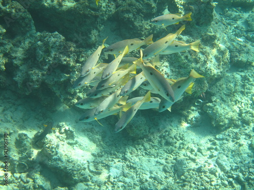 barriera corallina e pesci del mare photo