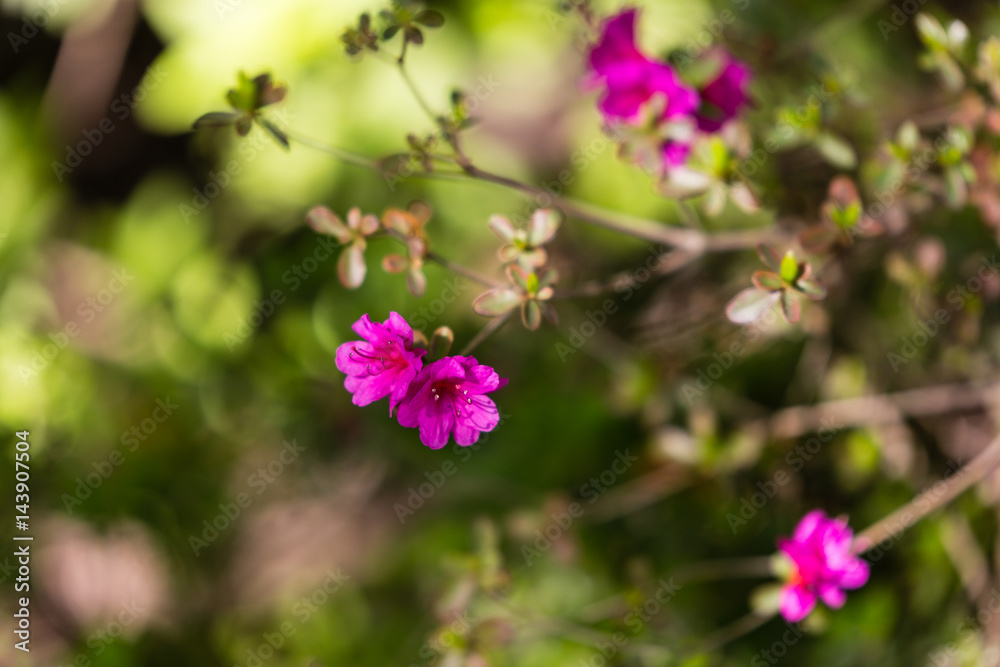 Spring garden flowers Spring garden flowers