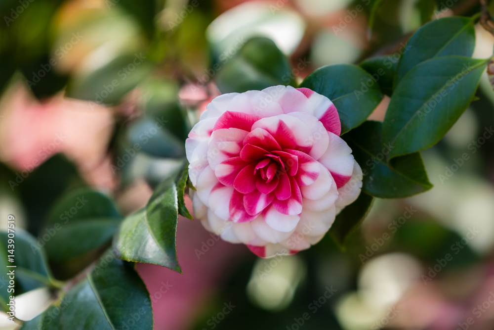 White and pink camellia flower White and pink camellia flower