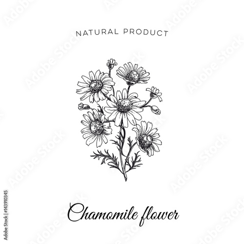Vector hand drawn honey Illustration.