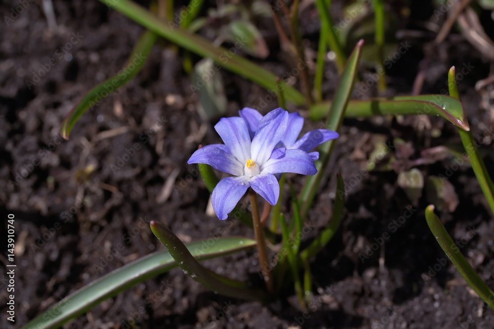 Chionodoxa luciliae (Scilla luciliae) flowers Chionodoxa luciliae (Scilla luciliae) flowers