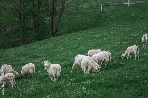 Morning mountain sheep pasture
