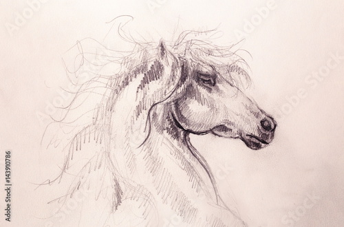 Drawing horse on old paper, original hand draw. © jozefklopacka