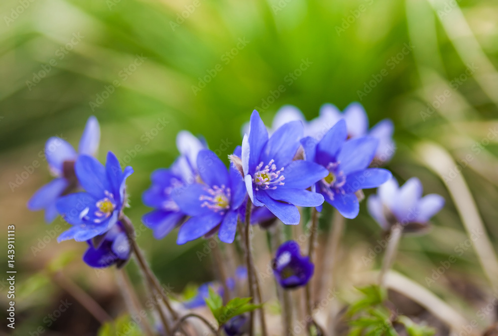 Anemone hepatica or Hepatica nobilis