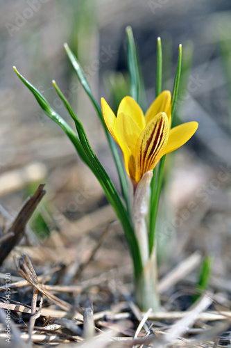 Crocus chrysanthus var. fuscotinctus