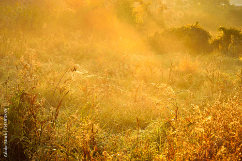 Jesienna łąka w mglisty poranek.