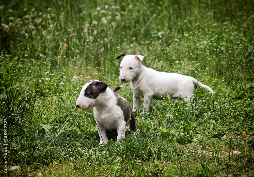 Portrait of two puppies dog, Bull Terrier