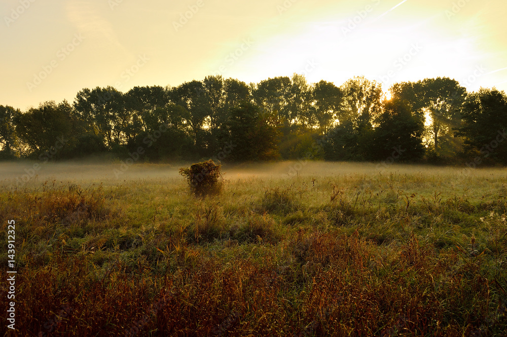 Jesienna łąka w mglisty poranek. - obrazy, fototapety, plakaty 