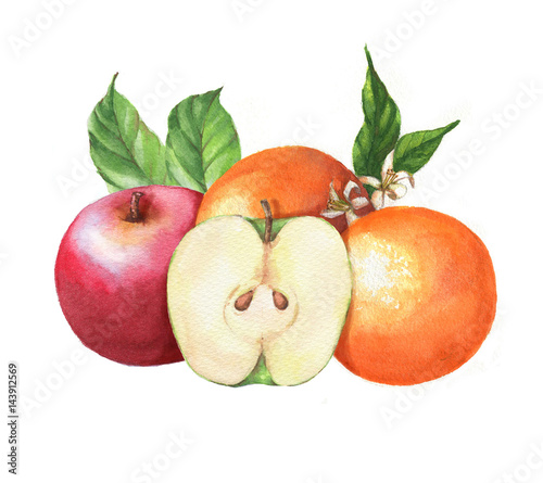 Hand-drawn watercolor fruits clip art. Isolated illustration of the red apples and juicy oranges on the white background. Food drawing for package  poster  banner  advertisement.