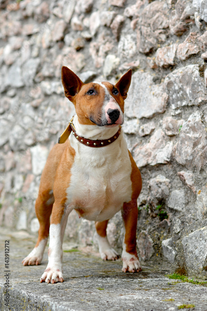 Portrait of a Bull Terrier dog