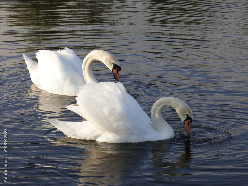 Fototapeta premium la vie de couple du cygne