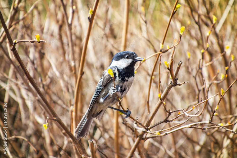 Marsh Tit (Parus palustris) between branches, sunny springtime. Marsh Tit (Parus palustris) between branches, sunny springtime.