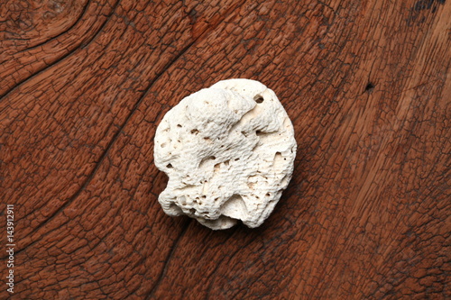 A white color coral put on the brown color hardwood surface background represent the sea living organism.