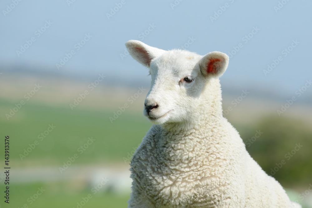 Obraz premium White Sheep lamb standing on pasture and looking