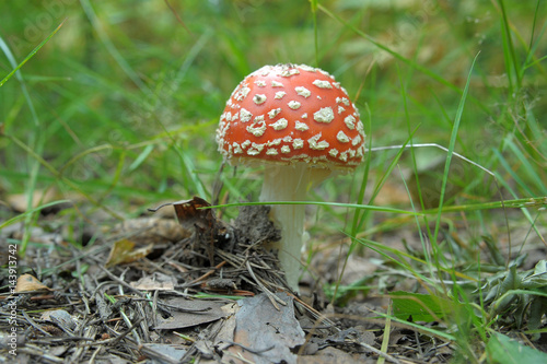 Red Amanita, Poisonous Organism, close up shot photo