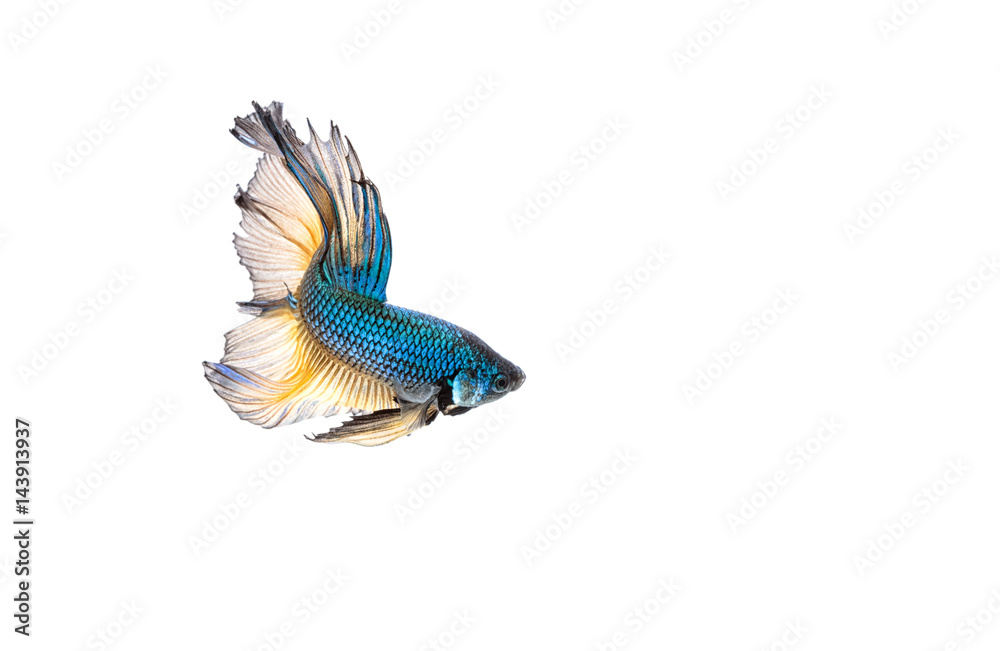 Fototapeta premium Betta fish, siamese fighting fish, betta splendens isolated on white background