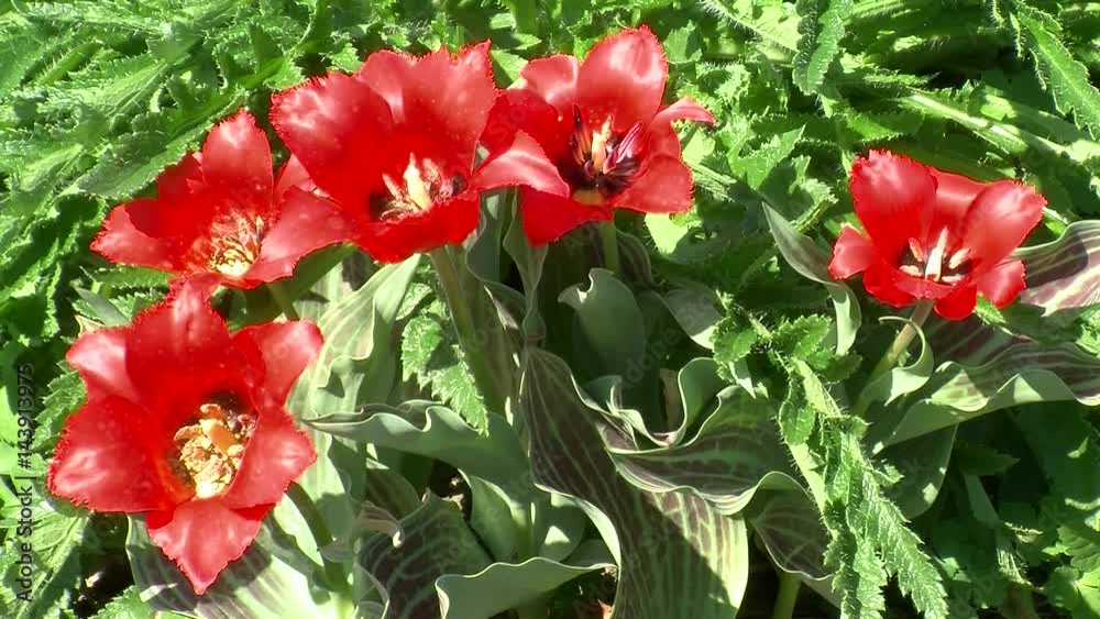Fünf rote Tulpenblüten bewegen sich im Wind (Nahaufnahme) Fünf rote Tulpenblüten bewegen sich im Wind (Nahaufnahme)