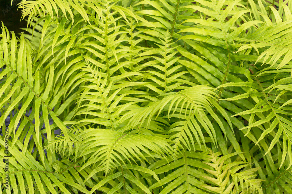 Green yellow fern leaves. Tropical nature background