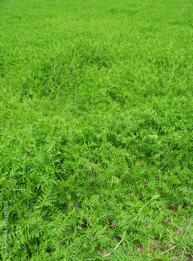 カラスノエンドウ茂る野原