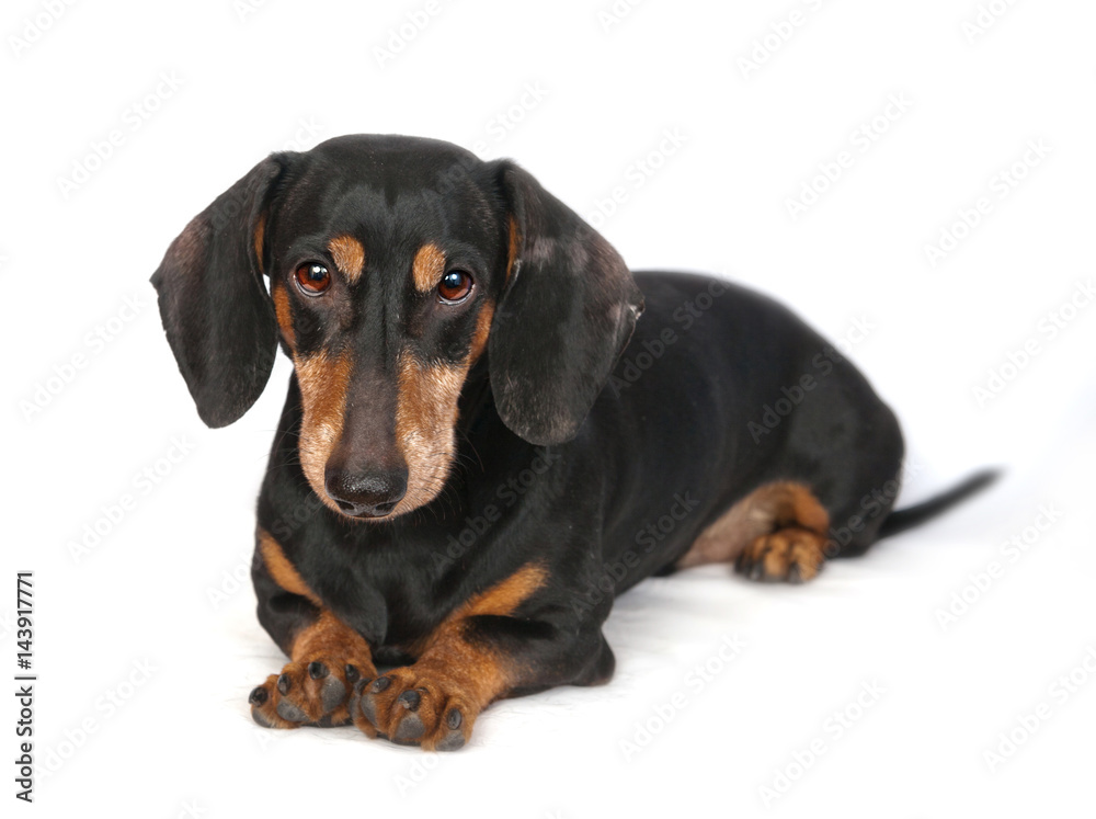 Dachshund breed dog lying on a white background