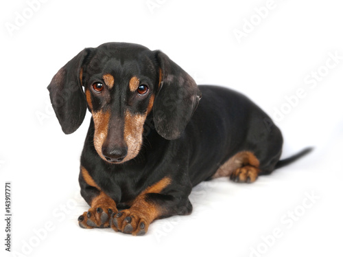Dachshund breed dog lying on a white background © annatronova