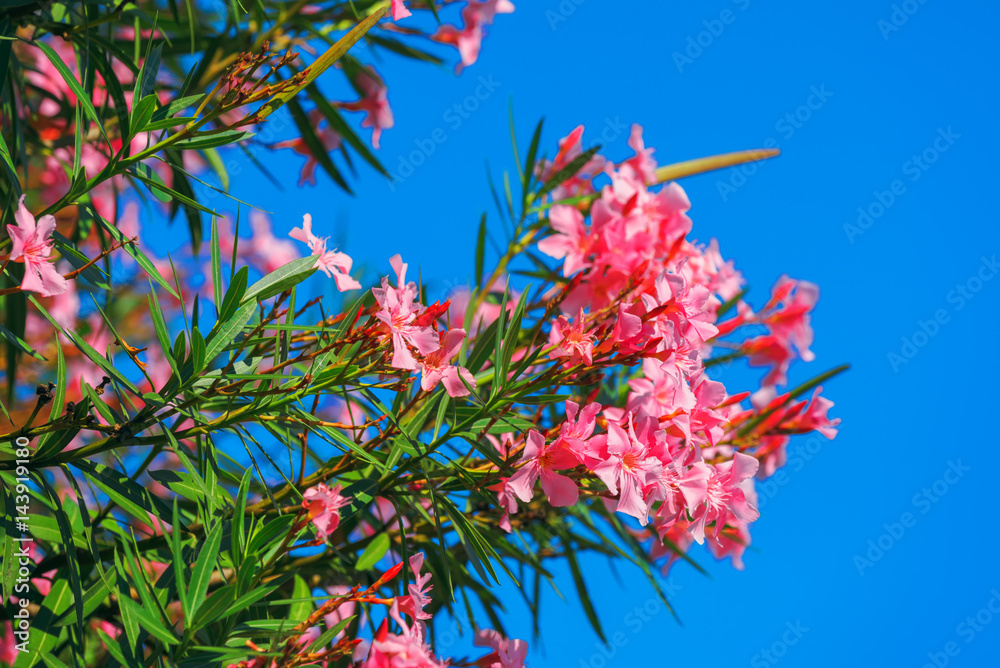 Beautiful pink nerium oleander flowers against blue sky Beautiful pink nerium oleander flowers against blue sky