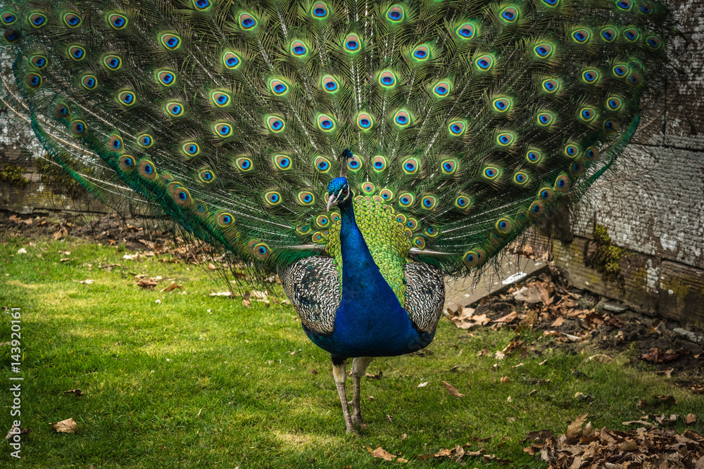 Obraz premium Peakcock