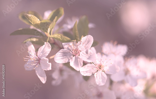 Fresh spring flower blossom on tree