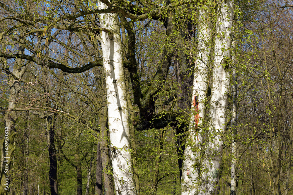 Obraz premium ewiger wald