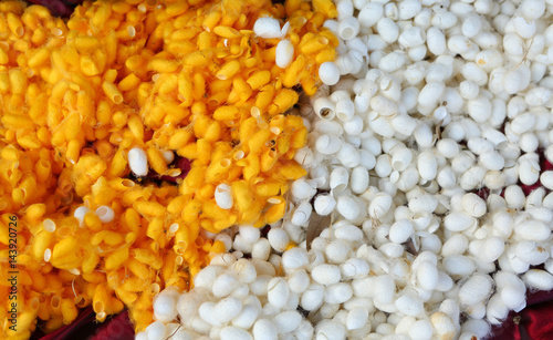 Canvas Print Sericulture or silk production process, yellow silkworm cocoons nest