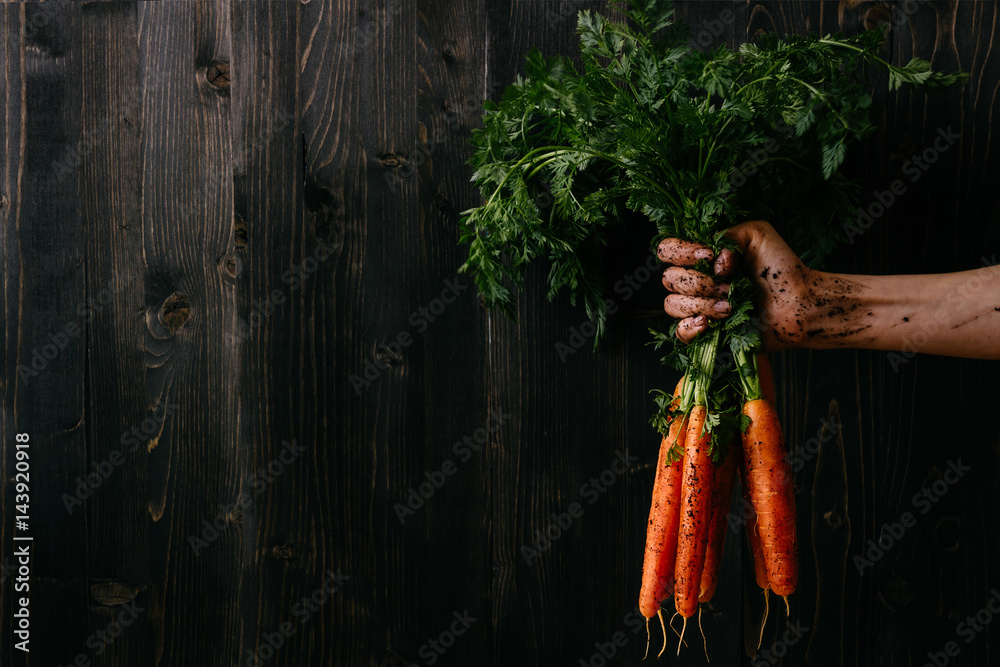 Organic fresh harvested vegetables. Farmer's hand holding fresh carrots. Black wooden background with copy space - obrazy, fototapety, plakaty 