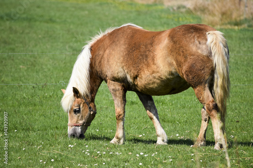 Happy horse on the green pasture