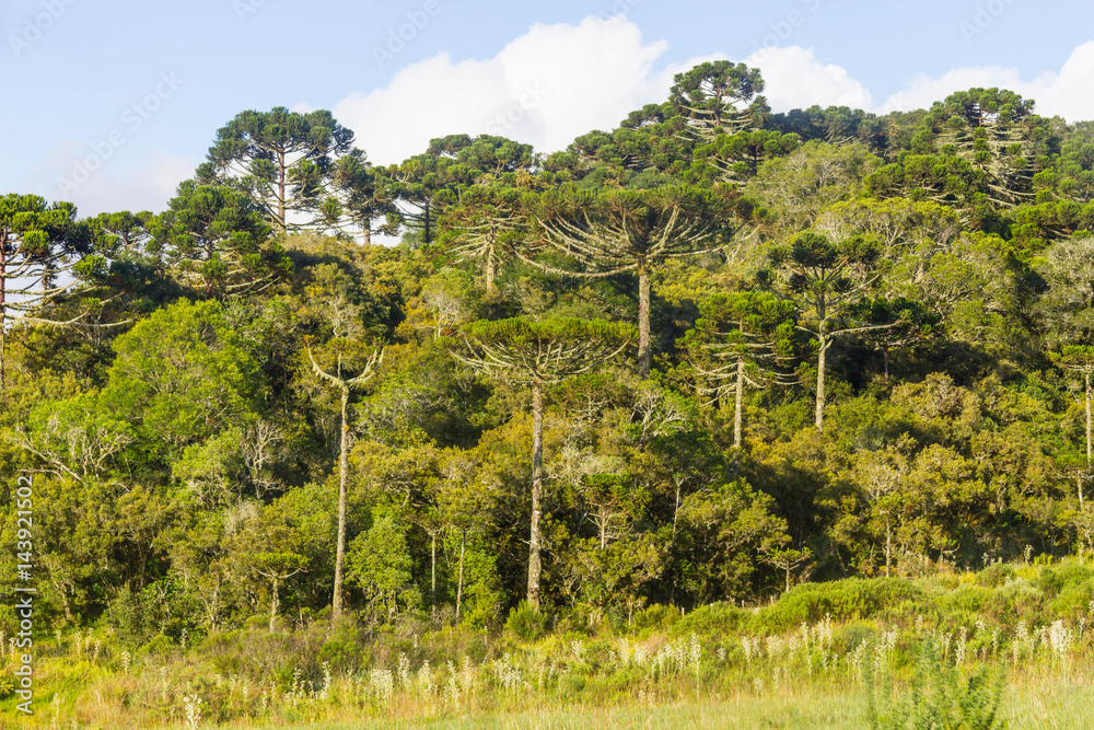 Araucaria angustifolia Forest