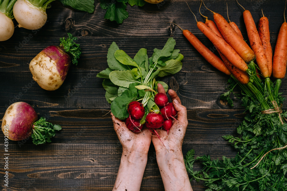 Organic vegetables. Farmer's hands holding harvested radish on the dark wooden background, top view - obrazy, fototapety, plakaty 