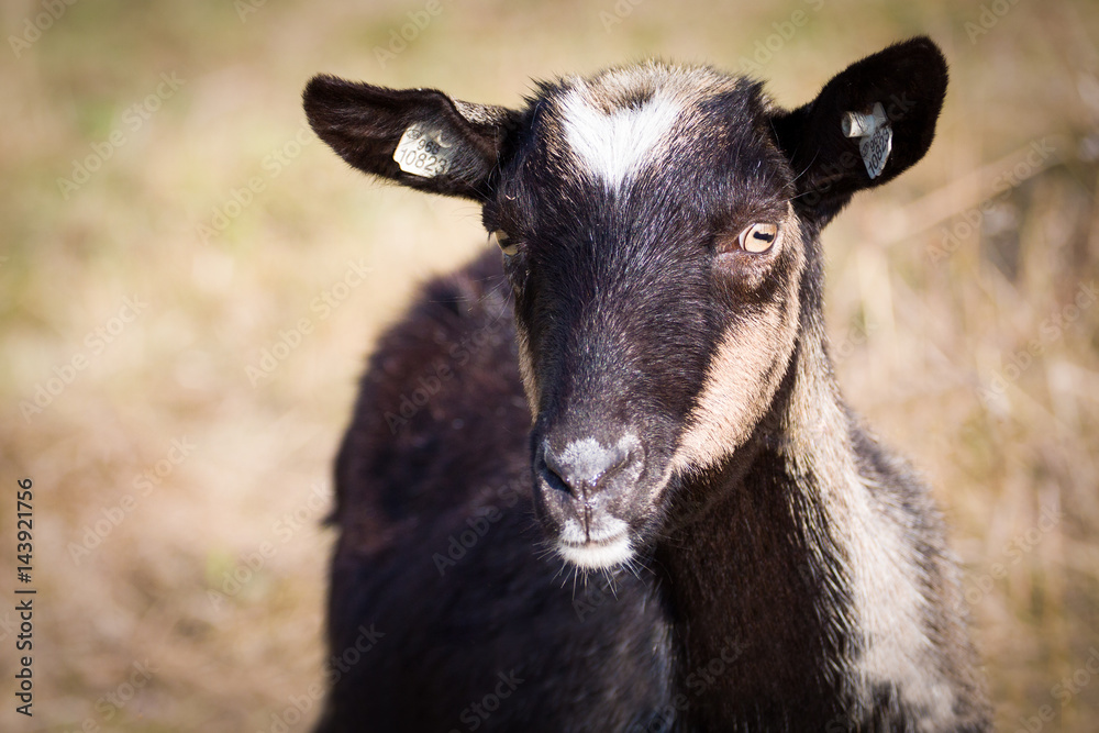 Portrait of a black goat without horns. Farm animal. Portrait of a black goat without horns. Farm animal.