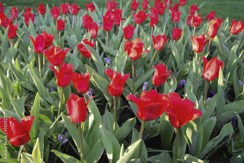 Kaufmanniana red tulips Showwinner bloossom. #143921770