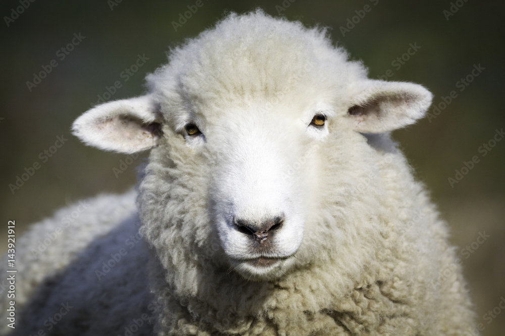 Portrait of white sheep. Farm animal. Portrait of white sheep. Farm animal.