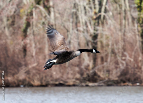 Canadian Goose flying over a lake © coachwood