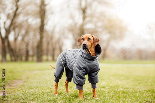 close up portrait of pretty sweet big little dog Rhodesian Ridgeback in coat dress outdoor dress, jacket on the spring sunny spring background