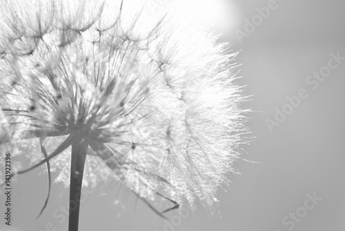 artistic shot of dandelion seeds
