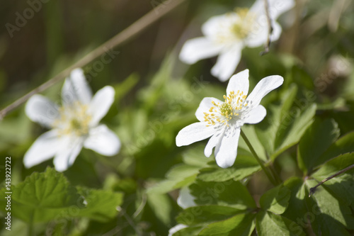 Fine white wild flowers herbs