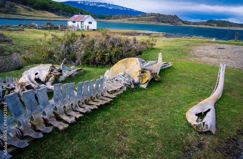 Fototapeta premium whale bones 