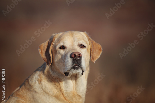 Smart labrador retriever