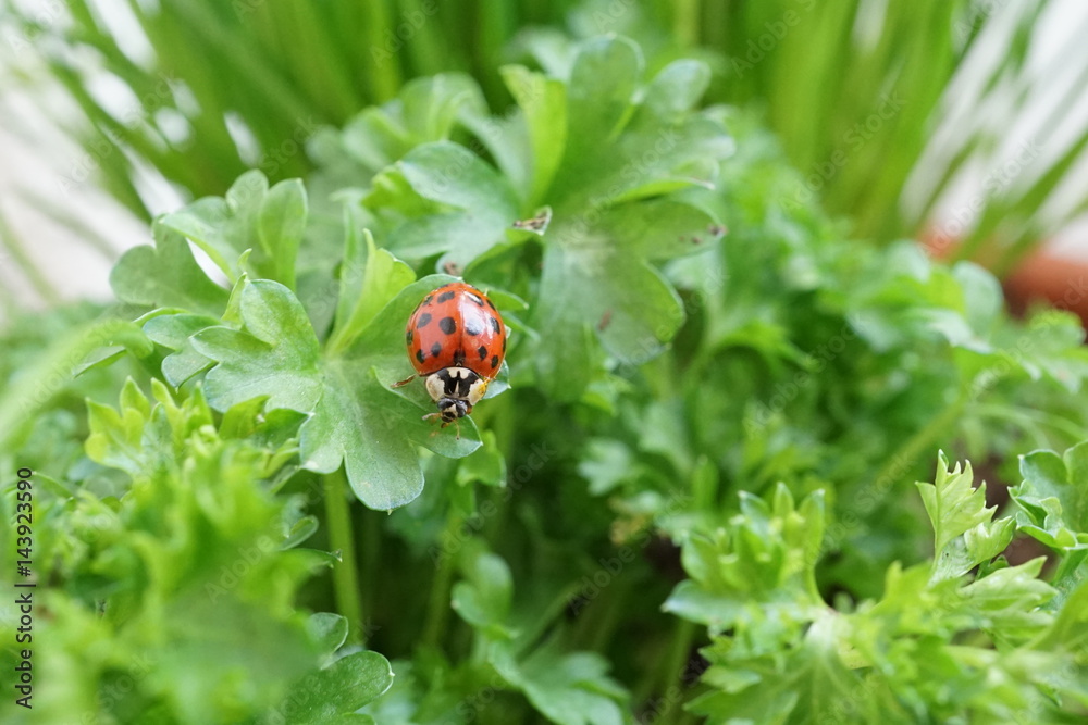 Fototapeta premium Marienkäfer