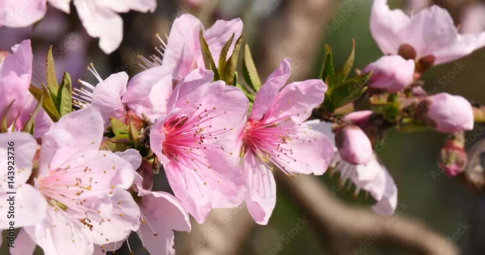 Pink Plum blossom on tree named Prunus mume Pink Plum blossom on tree named Prunus mume