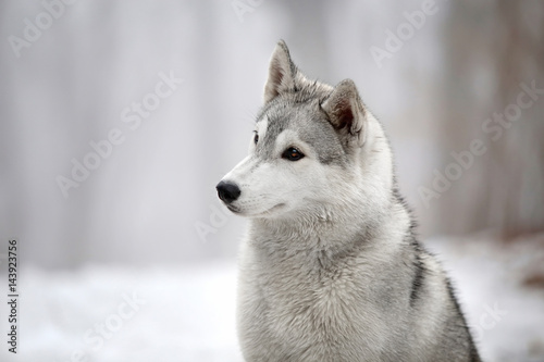Siberian Husky dog