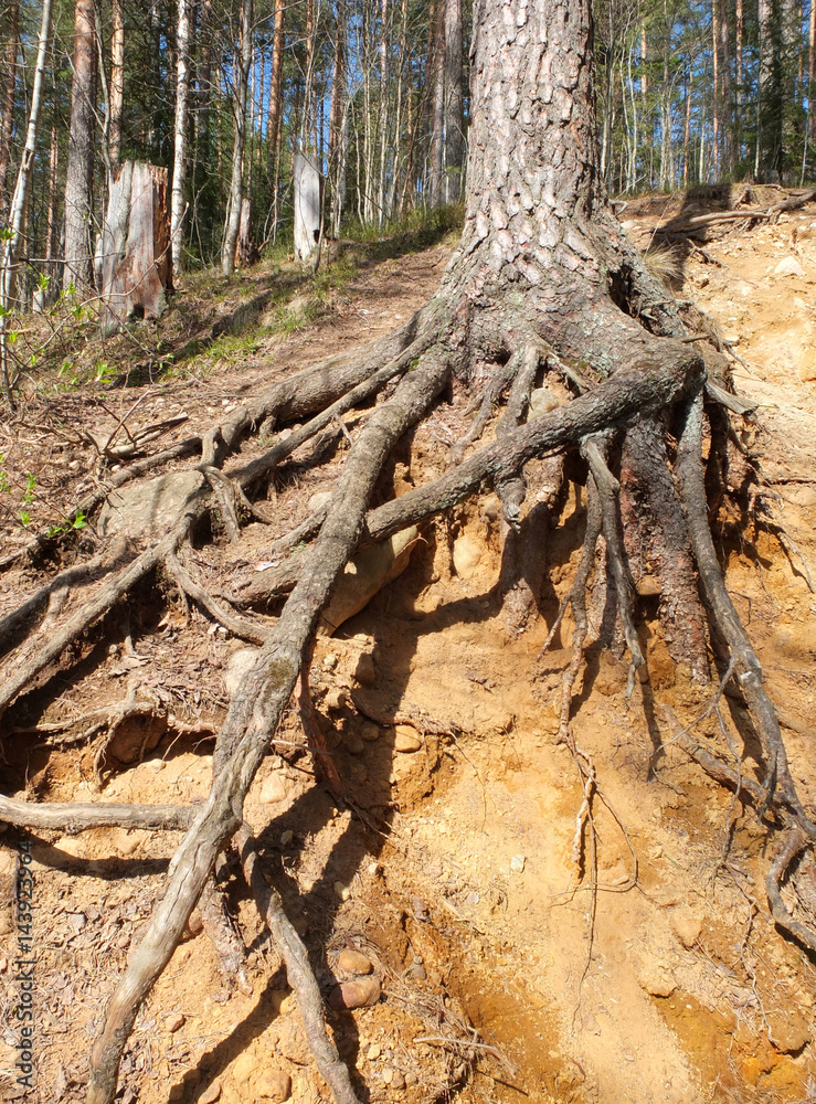 Fototapeta premium The tree roots and stones in the sandy slope in the pine forest.